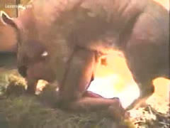 I saw my cousin in the barn having sex with a pig.